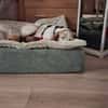 Lola sucht ein Zuhause