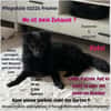 Koksi sucht seine Menschen🐾