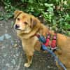 Eyla, älteres Mädchen sucht ein Zuhause