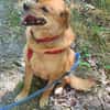 Eyla, älteres Mädchen sucht ein Zuhause