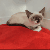 TATAKI