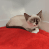 TATAKI