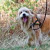 Filou