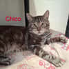 Chico