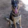 APOLO (Union Animal)
