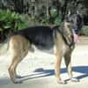 APOLO (Union Animal)