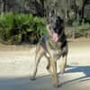 APOLO (Union Animal)