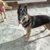 APOLO (Union Animal)