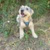 Benji ein cairn Terrier Mix