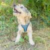 Benji ein cairn Terrier Mix