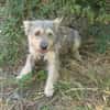 Benji ein cairn Terrier Mix