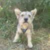 Benji ein cairn Terrier Mix