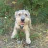 Benji ein cairn Terrier Mix
