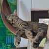 Kuschelkater Timo
