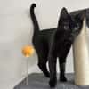 Stella sucht tolles Zuhause