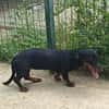 🐾 Kleine Berta sucht ihr Zuhause für immer