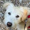 Liebenswerte Susanna sucht Zuhause