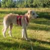 Liebenswerte Susanna sucht Zuhause