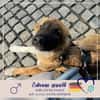Zayden - sucht sein Foreverhome bei Dir
