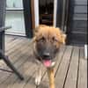 Zayden - sucht sein Foreverhome bei Dir