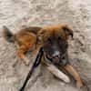 Zayden - sucht sein Foreverhome bei Dir