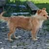 Betty -  sooo eine süße Hundedame