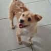 Betty -  sooo eine süße Hundedame