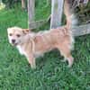 Betty -  sooo eine süße Hundedame