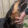 Traumhund Pluto sucht seine Familie