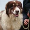 Dreibeinige Clementine sucht ein Zuhause