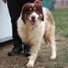 Dreibeinige Clementine sucht ein Zuhause