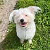 aktiver IDEFIX sucht Familie mit Hund