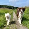 aktiver IDEFIX sucht Familie mit Hund