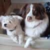 aktiver IDEFIX sucht Familie mit Hund