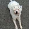 aktiver IDEFIX sucht Familie mit Hund