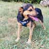 Bobby der gute Laune Hund