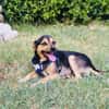 Bobby der gute Laune Hund