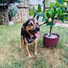 Bobby der gute Laune Hund