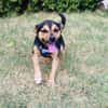 Bobby der gute Laune Hund