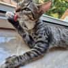 Toni & Miau  zwei Kitten suchen gemeinsam eine Familie