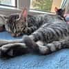 Toni & Miau  zwei Kitten suchen gemeinsam eine Familie