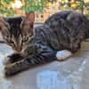 Toni & Miau  zwei Kitten suchen gemeinsam eine Familie
