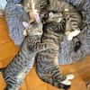 Toni & Miau  zwei Kitten suchen gemeinsam eine Familie