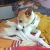 ROLO-DEIN TREUER BEGLEITER