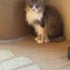 😺 Flauschige Rika sucht ihr Zuhause ✨