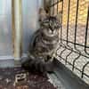 Giu