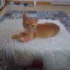 WEASLEY