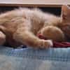 WEASLEY