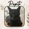 Pépito