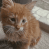 ED